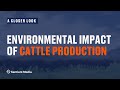 Environmental Impact of Cattle Production