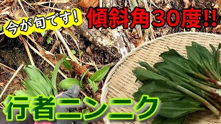 【雪解け４月の山菜】激烈しんどい傾斜角３０度の急斜面で採る行者ニンニク