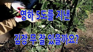 영하 5도를 지낸 김장 무 잘 있을까요?  202211072