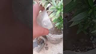 #plants #gardening #youtubeshorts  पौधा न कितना पानी दे और कितना बार दे