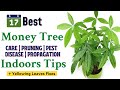 17 Money Tree Care Indoor Tips For Yellow Leaves  | How To Prune A Money Tree Plant #PachiraAquatica