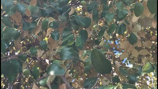 Jujube Tree with Fruits and Flowers October 19th 2021