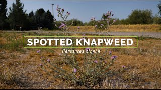 Spotted Knapweed