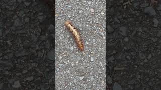 Giant caterpillar - Batwing Moth #australia #caterpillar #wildlife