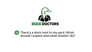 There's a duck nest in my yard. What should I expect and what should I do?