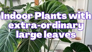 5 large leaf 🍃 Indoor Plants that brings huge green and make a statement 😯