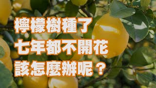 檸檬樹種了七年都不開花 該怎麼辦呢？