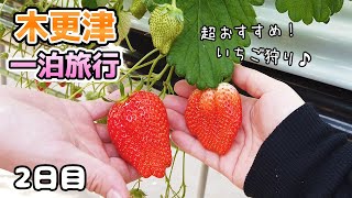 【千葉・木更津】いちご狩りに行ったら、超おいしい品種に出会っちゃった🍓