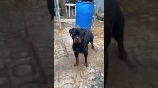 Rottweiler - The Legendary stealth movement 💪🏾