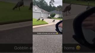 Florida long beard turkeys gobbling at car horns and thunder😂!! #florida #viral