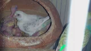 অবসরে পাখি পালন || How to Start Quail Bird Farming