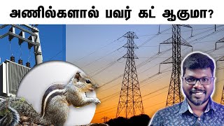 கெட்டப்பய சார் இந்த அணில்| Interesting facts about Squirrels