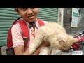 শীতেও জমজমাট পার্সিয়ান বিড়ালের হাট । parsian cat market। মিরপুর পাখির হাট। mirpur pakhir hat