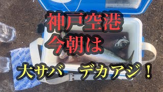 神戸空港今年は大サバにデカアジのアタリ年！ｆｉｓｈｉｎｇｍａｘ神戸ハーバー店