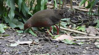 ヒクイナ　食事の仕方