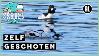 Pottenkijker bij parende nonnetjes | Zelf Geschoten | Vroege Vogels