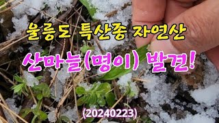 #울릉도 특산종 자연산 #산마늘 (명이) 발견(20240223)