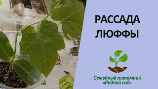 Рассада люффы. Мочалка из люффы.Выращивание люффы из семян.