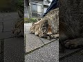 トンネルの向こうから可愛い猫がやってきた！