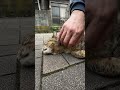 トンネルの向こうから可愛い猫がやってきた！