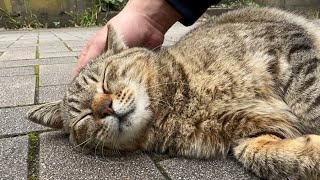 トンネルの向こうから可愛い猫がやってきた！