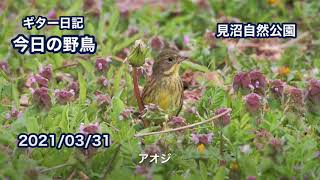 ギター日記　今日の野鳥　・　見沼自然公園　2021年3月31日