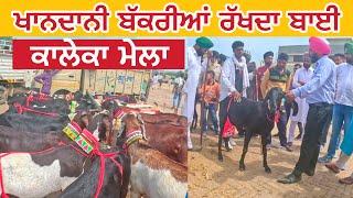 ਖਾਨਦਾਨੀ ਬੱਕਰੀਆਂ ਰੱਖਦਾ ਬਾਈ | Kaleke Bakri Mela #punjab #goats@iltilanadhuri