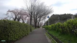 大岩駅前の桜並木 '19 　岩美町往来