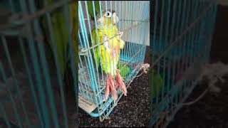 taemed yellow sided conure😍😍😍 9633917470 adhi farm kollam kadakkal