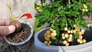 New skills! Growing a langsat tree from langsat fruits in pot