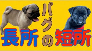 《32》 パグの長所、短所教えます！！