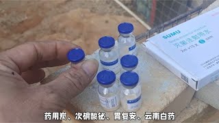 犬细小病毒简易治疗方案