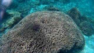 与論島【癒しの島 YORON ISLAND】DAY２