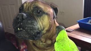 Samson (Bullmastiff) and Pandora (Senegal parrot) acting daft. Again.