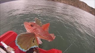 NZ Basic fishing | Manukau Harbour Part 1 | Snapper, Kahawai and Gurnard