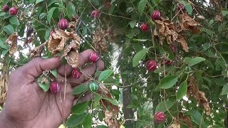 శివలింగ కాయల శక్తి తెలిస్తే జన్మలో వదలరు | linga donda fruit in shiva lingam | #ShivaLingam