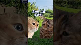 그냥 놀고 먹다가 혼나는 고양이#shorts#농막생활#텃밭농막생활 #farming #cat #고양이밈