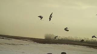 2018 waterfowl season using ShotKam