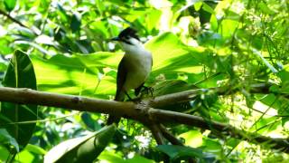 Styan's Bulbul