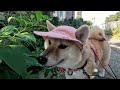 【介助犬るな】久しぶり！花の咲く遊歩道☆可愛い柴犬さんぽ☆