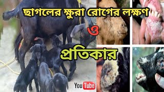 ছাগলের ক্ষুরা রোগ|ছাগলের ক্ষুরা রোগের চিকিৎসা ও পরামর্শ | #blackbengalgoatfarm #‎@subhadragoatfarm