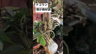 【日本原種の蘭】ナゴランの根が良く育った