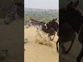 animals ghadha ytshorts janwar