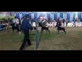 dog show 2022 in salem