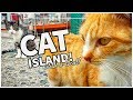 🇯🇵 A CAT Island in JAPAN...with a local! | AINOSHIMA, FUKUOKA | JAPAN'S CAT ISLANDS!