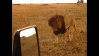 Lion Sneeze