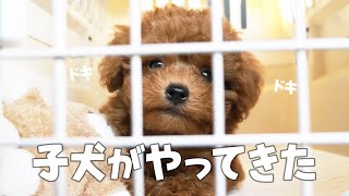 I Got a Toy Poodle Puppy | Cute and Funny Dog