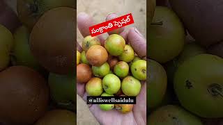 sankranthi special  @ALLISWELLSAIDULU