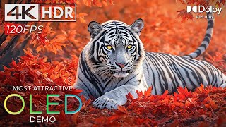 Most Attractive 4K Video Ultra HD 120fps OLED Demo HDR | Dolby Vision™ (16K / 8K TV)