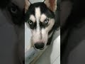 đại ngáo phá hoại husky destructive husky ngáohusky husky yeuchomeo thucung